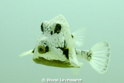 A trunk fish. It was hanging around, looking for food by ... by Bruno Laveissiere 